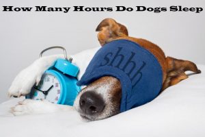 How Many Hours on Average do Dogs sleep? What is the activity pattern?