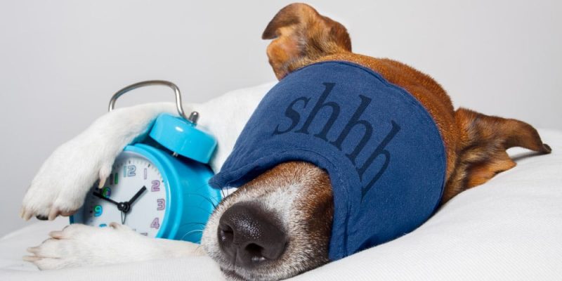 how many hours do dogs sleep