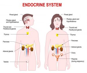 The Anatomy Of Endocrine System Mystery
