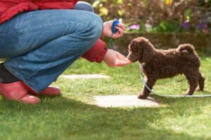 3 Great Tips for Stress-Free Training of a New Puppy