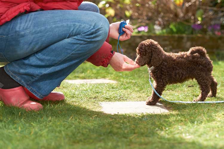 Best-Tips-for-Puppy-Training