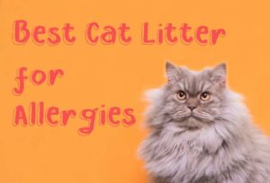 5 Best Cat Litter for Allergies 2021