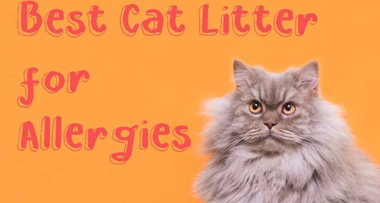Best-Cat-Litter-for-Allergies