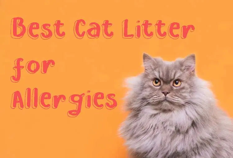 Best-Cat-Litter-for-Allergies