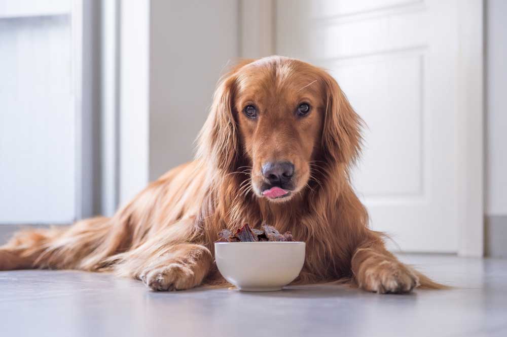 can-dogs-eat-beef-jerky-stylebuzzer