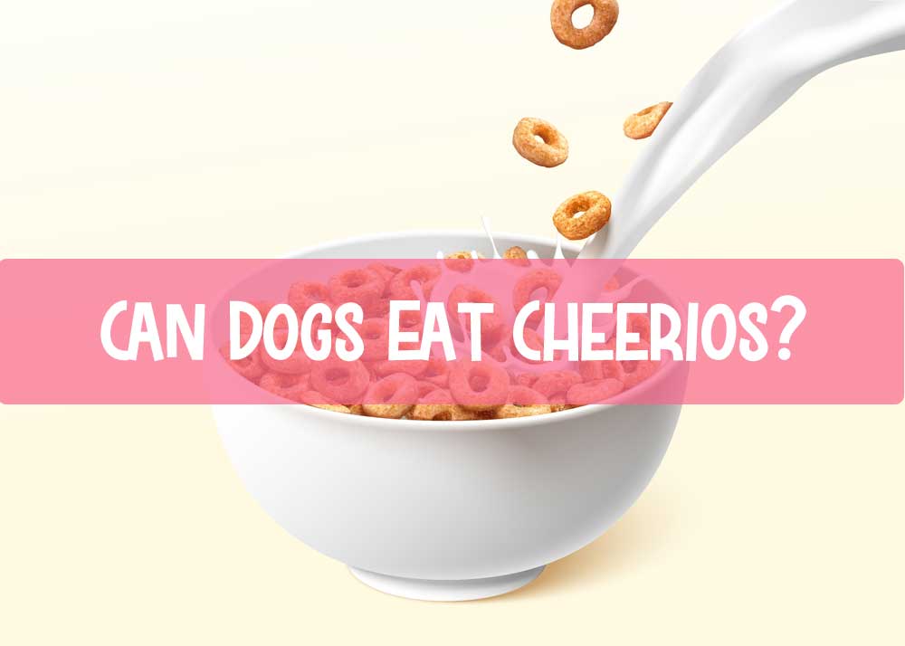 Can Dogs Eat Cheerios? Complete Guide 2023 Style, Trends & News