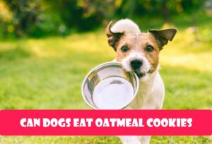 Can Dogs Eat Oatmeal Cookies?