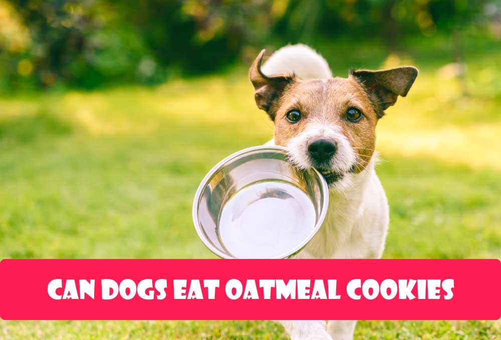 can dogs have oatmeal cookies