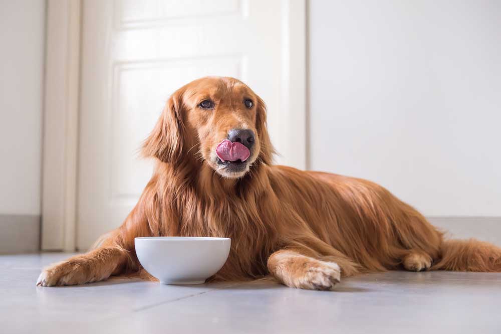 Dog enjoying an oatmeal cookie