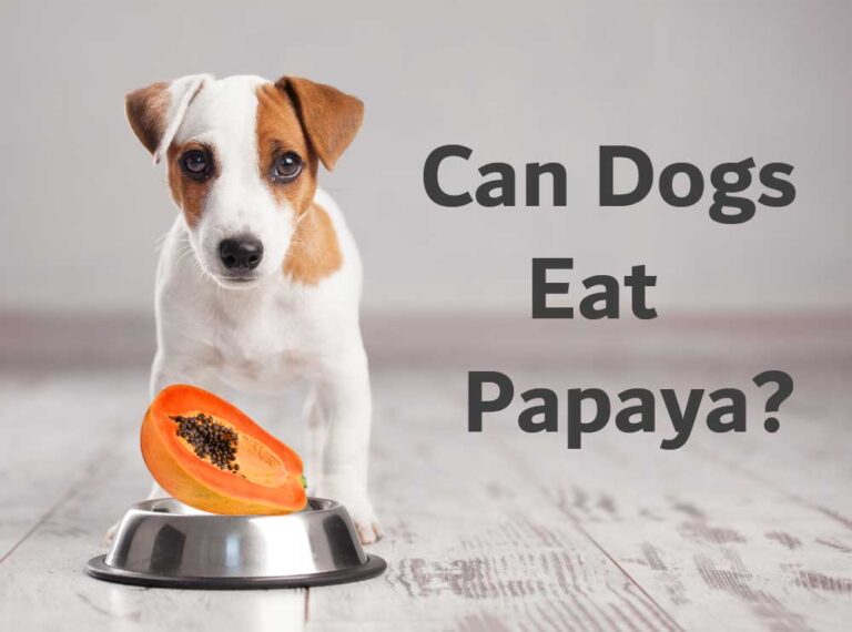 Can-Dogs-Eat-Papaya