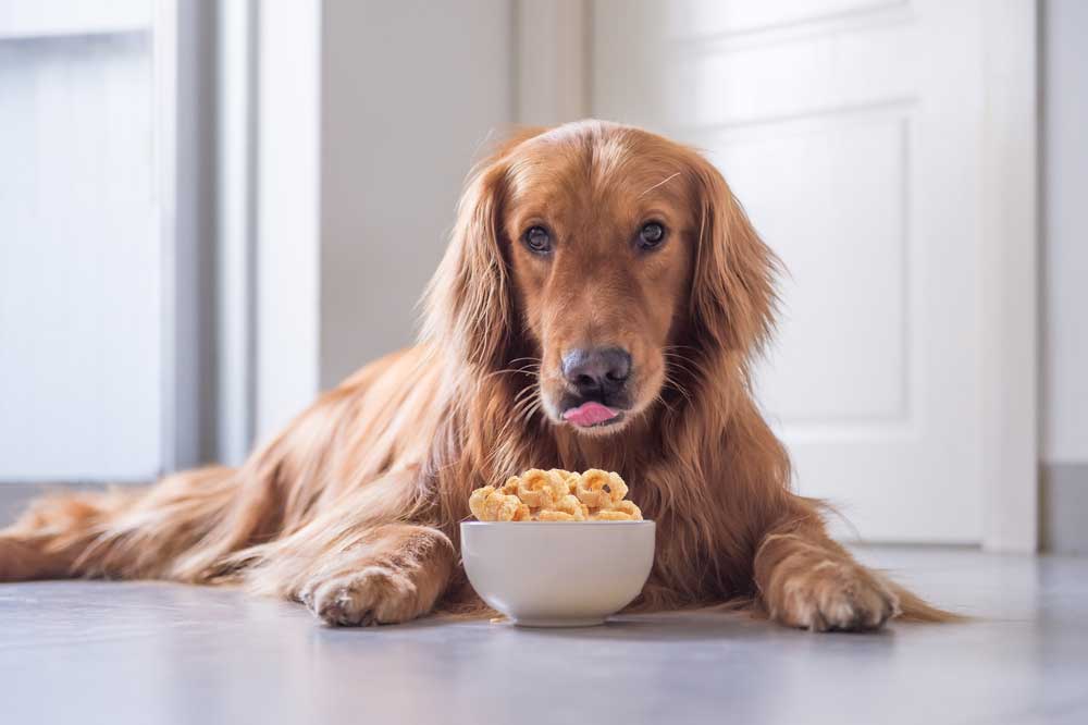 Can Dogs Eat Pork Rinds? What Is Pork Rind? StyleBuzzer