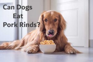 Can Dogs Eat Pork Rinds?