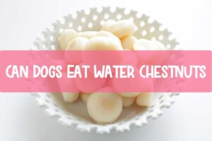 Can-Dogs-Eat-Water-Chestnuts