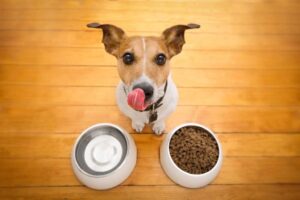 What Human Foods Are Potentially Poisonous for Dogs?
