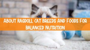 About Ragdoll Cat Breeds And Foods For Balanced Nutrition