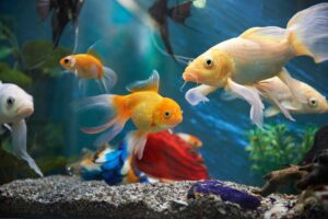 6 Reasons Why Fish Make Great First Pets