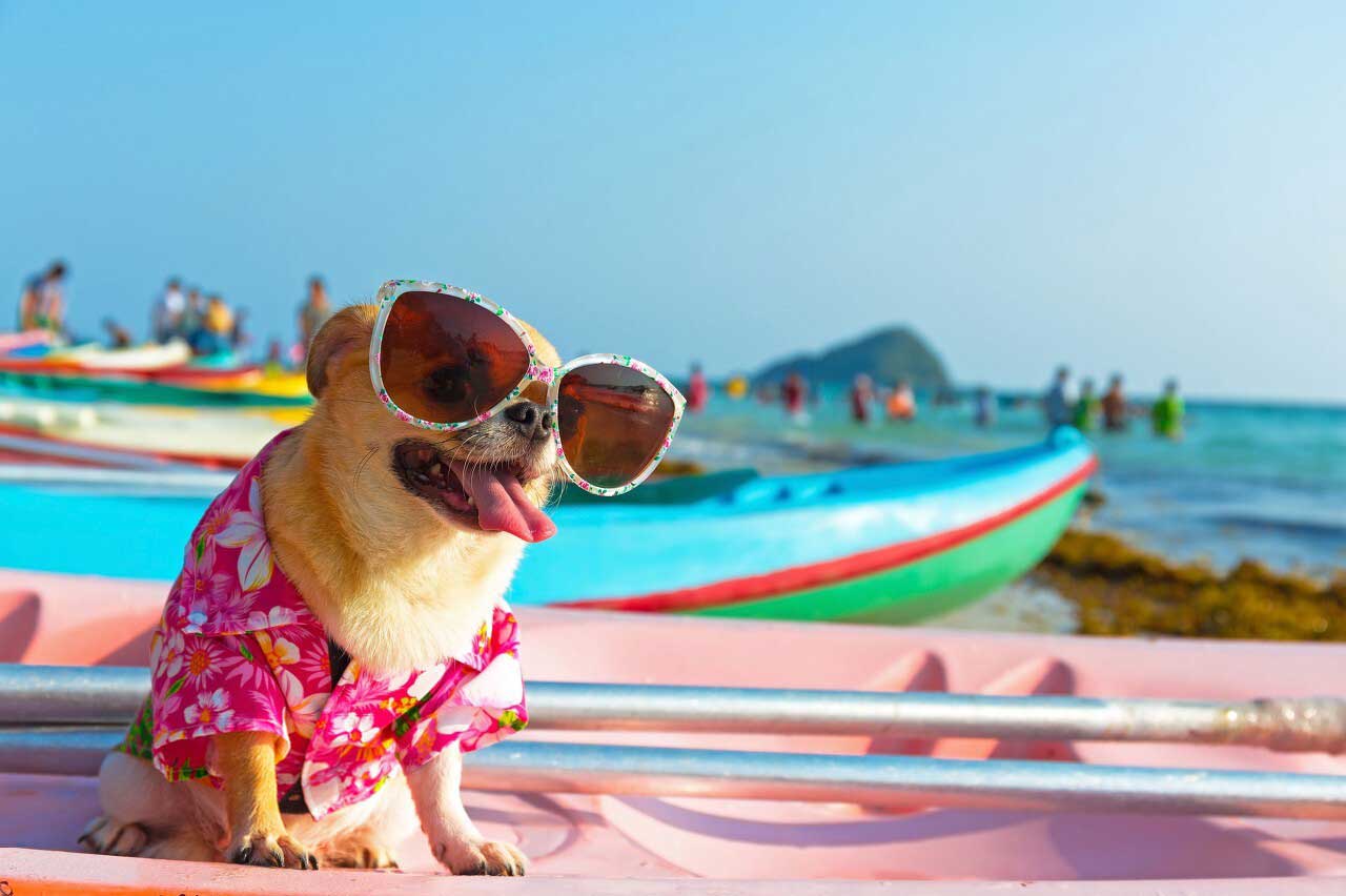 Dog-Cool-in-Summer