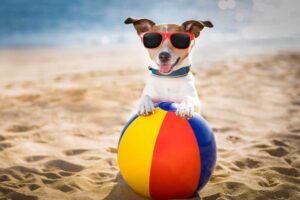 5 Tips for Keeping Your Dog Cool in Summer