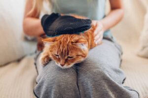 6 Ways to Combat Hair Loss in Cats