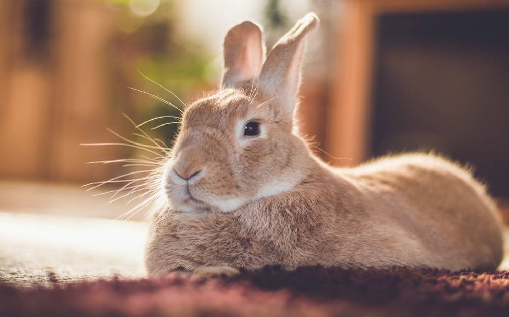 Tips to Keep Your Pet Rabbit Safe from Predators
