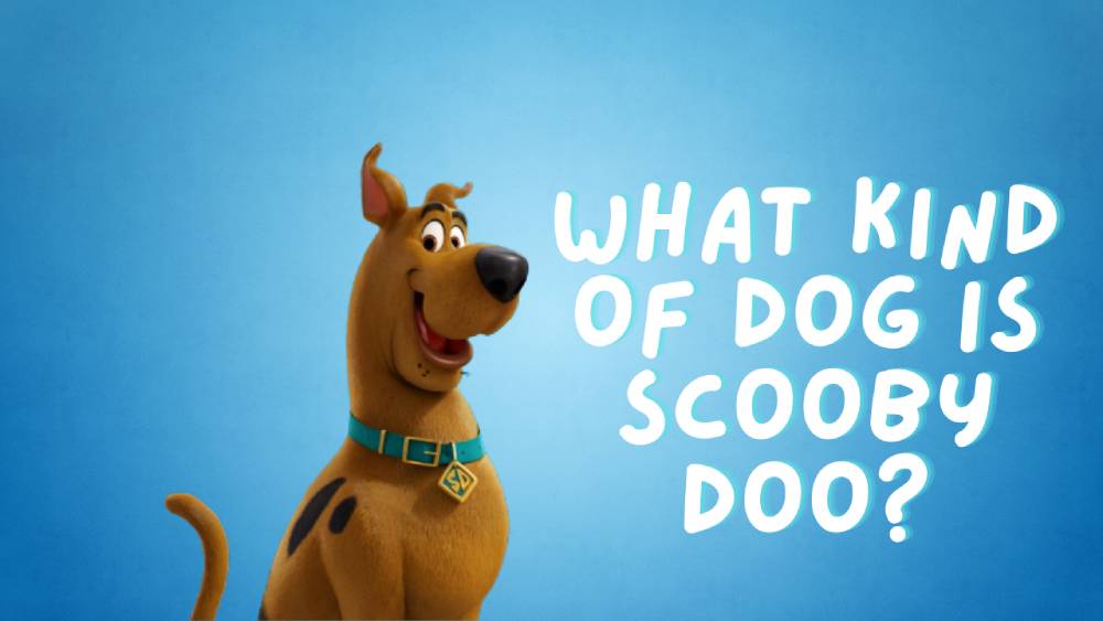 What Kind Of Dog is Scooby Doo