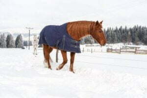 Tips On How Keep Your Horse Protected During Winter