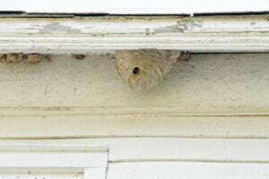 Essential Steps to Prevent a Wasp Infestation in Your Home