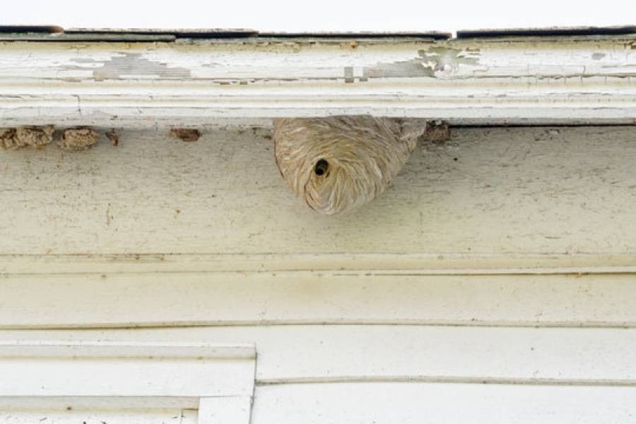 Essential Steps to Prevent a Wasp Infestation in Your Home 