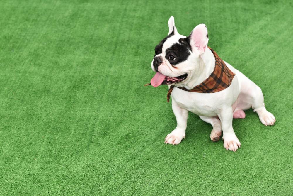 Artificial Grass For Dogs