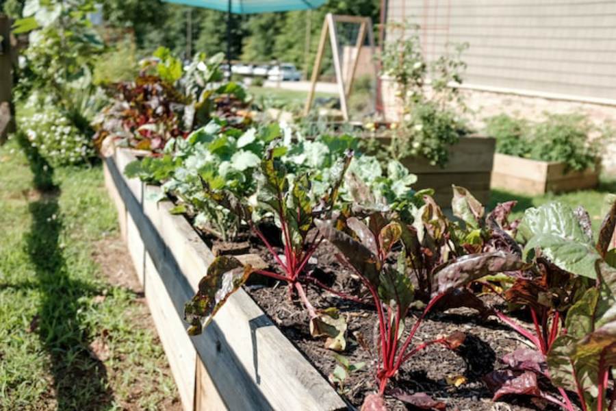 Add a Beautiful Vegetable Garden