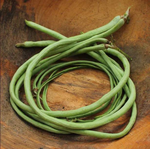 Types of Beans for Home Gardeners
