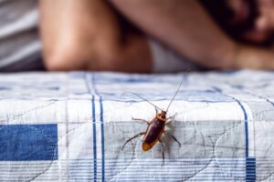 A Complete Guide to Protecting Your Home from Bed Bugs