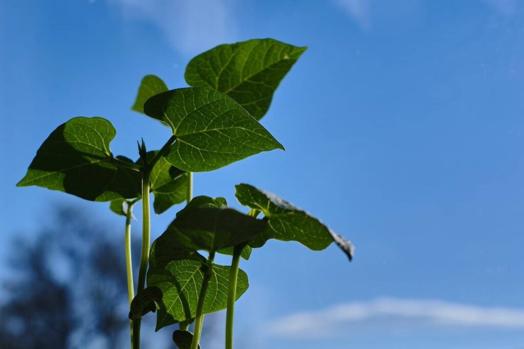 Types of Beans for Home Gardeners