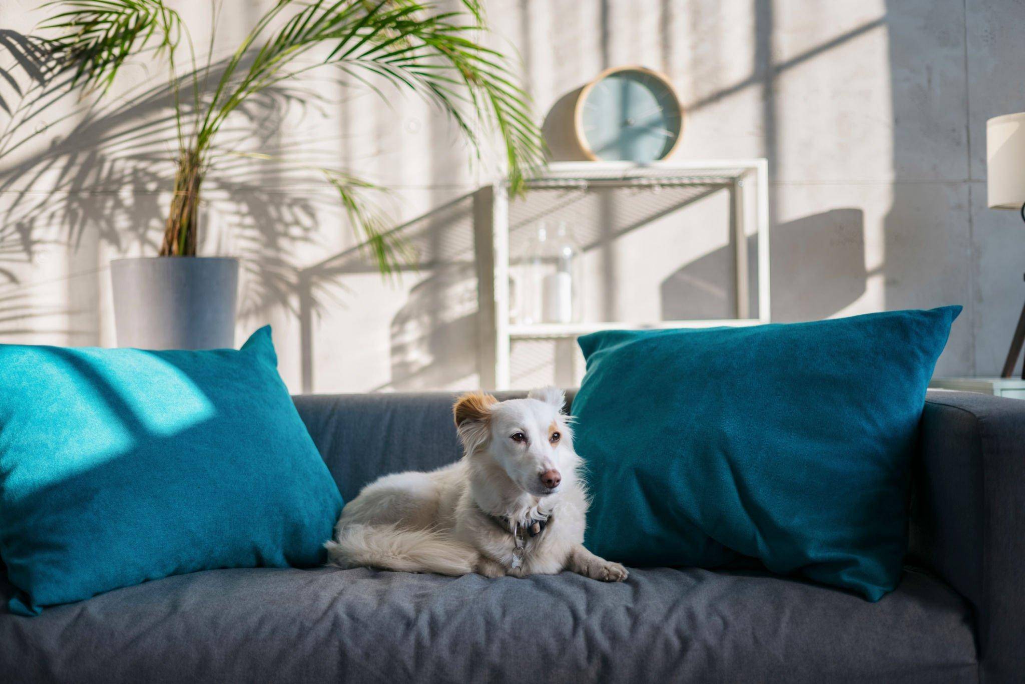 How Come Dogs Dig Holes in Their Beds? StyleBuzzer