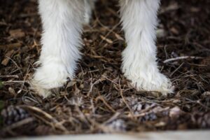 How to Fix East West Feet in Dogs Comprehensive Guide