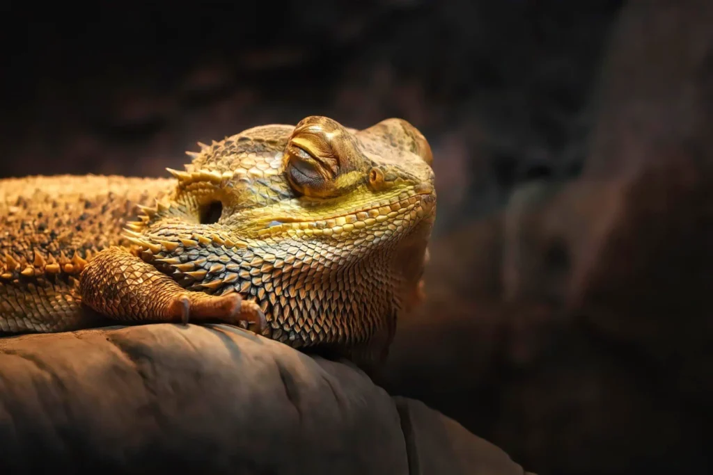 Bee Pollen For Bearded Dragons