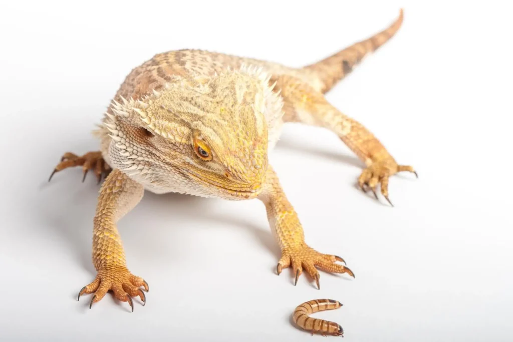 Can Bearded Dragons Eat Nightcrawlers