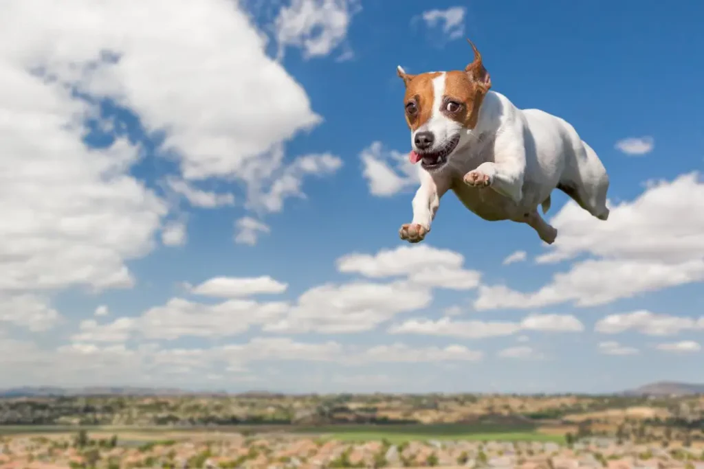 How Dogs Can Help You Get Fit