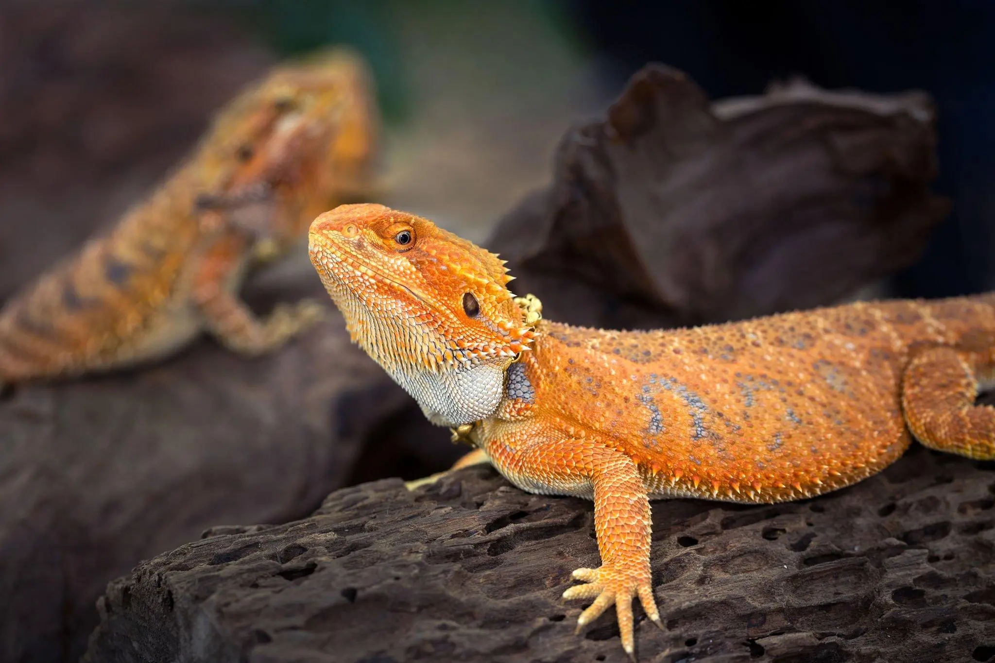 Can Bearded Dragons Eat Dragon Fruit? StyleBuzzer