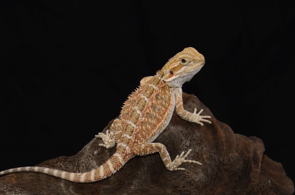 Can Bearded Dragons Eat Mushrooms